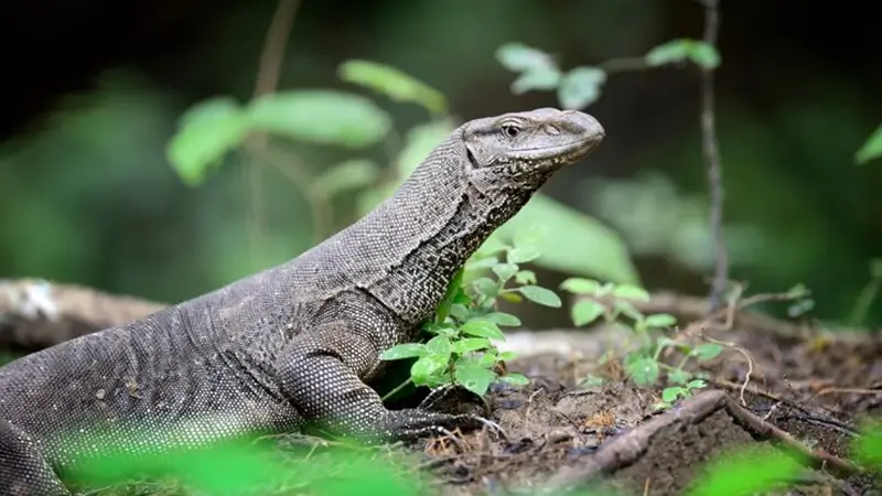 Perbedaan Biawak dan Dhabb Jangan Salah Paham