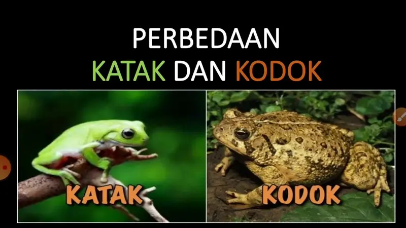 Perbedaan Katak dan Kodok