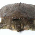 Apakah labi-labi halal menurut Islam dan pandangan masyarakat