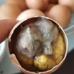 Balut dan penjelasan halal atau haram menurut hukum Islam