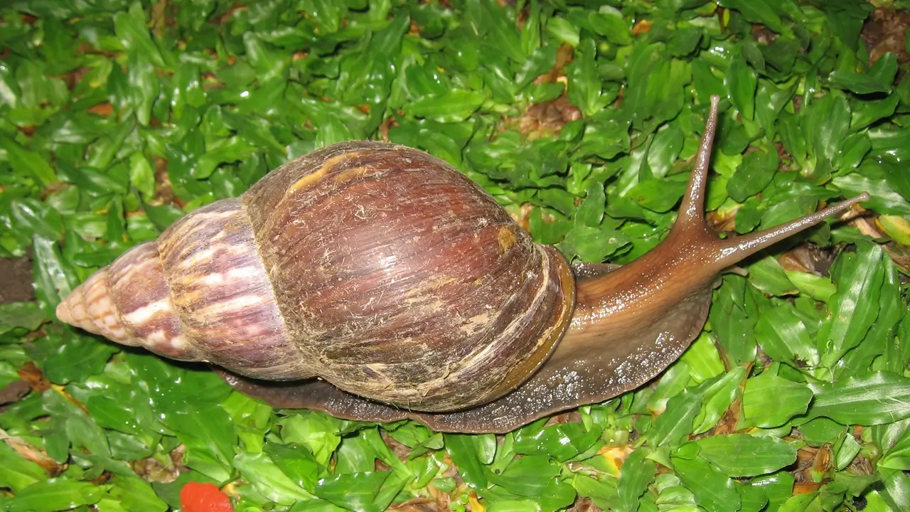 Bekicot halal atau haram menurut hukum Islam dan pendapat ulama