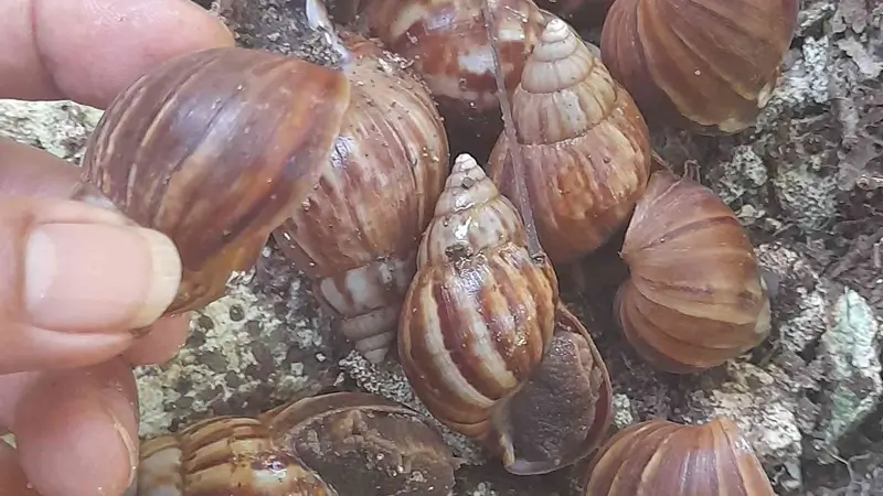 Penjelasan hukum makan bekicot dalam Islam berdasarkan mazhab