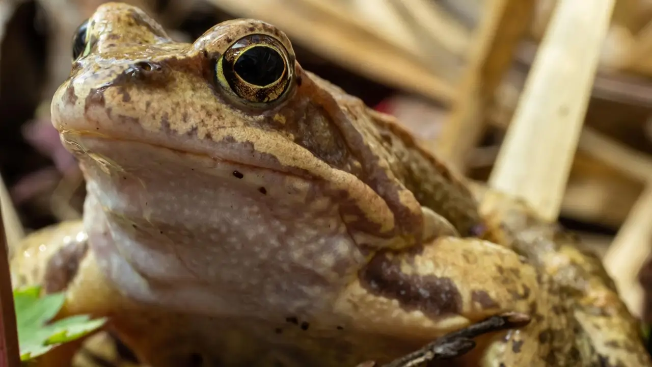 Kodok halal atau haram dalam Islam menurut dalil hadis