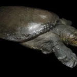 Bulus Halal atau Haram? Ini Penjelasan Lengkap Menurut Islam