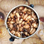 Ulat Sagu Halal atau Haram