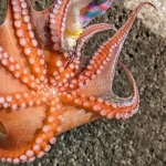 Apakah Gurita Halal? Penjelasan 4 Mazhab & Fatwa MUI