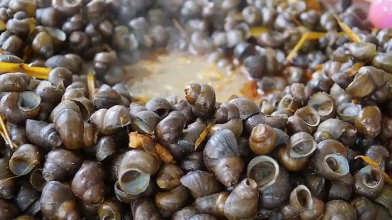 Hukum Keong Sawah Menurut Ulama dan MUI