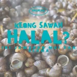 Keong Sawah Halal atau Haram? Ini Jawaban MUI dan Ulama