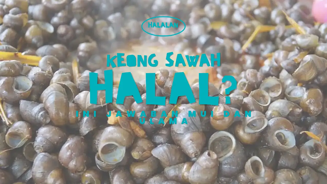 Keong Sawah Halal atau Haram? Ini Jawaban MUI dan Ulama